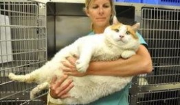 肥猫 在线观看,萌宠喜剧，欢乐无限