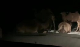 网友爆料骆驼炒作事件视频,网友爆料视频揭露真相