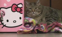 肥猫 在线观看,萌宠喜剧，欢乐无限