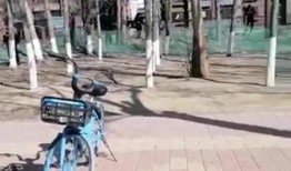 爆料保定小树林事件视频,视频揭露惊人真相