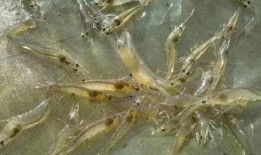 养殖对虾爆料视频大全最新