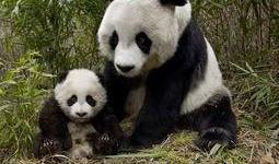 社会熊猫新闻爆料是真的吗,真相揭秘，事件真实性调查