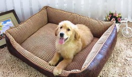 娱乐吃瓜酱狗窝,娱乐圈背后的真实故事