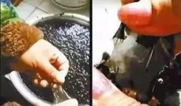 紫菜制作爆料视频大全集,全方位揭秘紫菜美食制作技巧