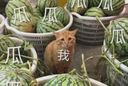 最新的黄色瓜爆料