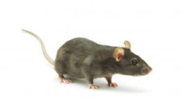 娱乐吃瓜酱灭鼠,揭秘灭鼠背后的趣味故事