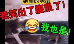 老八爆料原视频怎么找,探寻幕后真相与幕后黑手