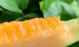 吃哈密瓜的新疆网红,甜蜜诱惑，网红打卡新地标