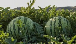 3元买网红吃瓜,揭秘网络红人的幕后真相