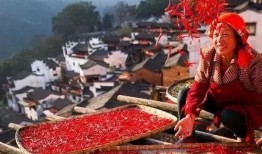 农民二龙最新的爆料,农业新动向背后的惊人内幕