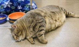 肥猫 在线观看,萌宠喜剧，欢乐无限