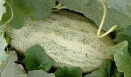 吃哈密瓜的新疆网红,甜蜜诱惑，网红打卡新地标