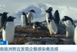 新闻爆料禽流感病毒,紧急应对与防控措施升级