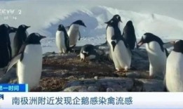 新闻爆料禽流感病毒,紧急应对与防控措施升级