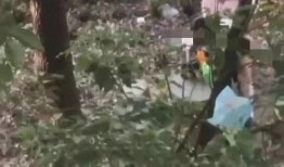 爆料保定小树林事件视频,视频揭露惊人真相