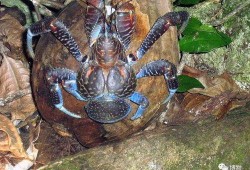 变异牛蛙爆料视频大全最新,揭秘视频大全背后的惊人真相