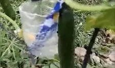 沂水吃瓜网红事件视频曝光,视频曝光引发全网热议