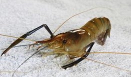 养殖对虾爆料视频大全最新