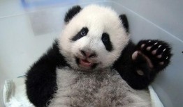 社会熊猫新闻爆料是真的吗,真相揭秘，事件真实性调查