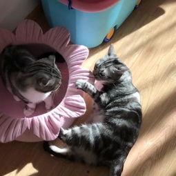 娱乐圈吃瓜猫,揭秘吃瓜猫背后的娱乐真相